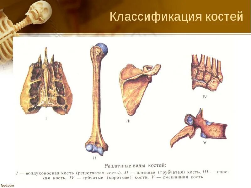 Опорно-двигательная система