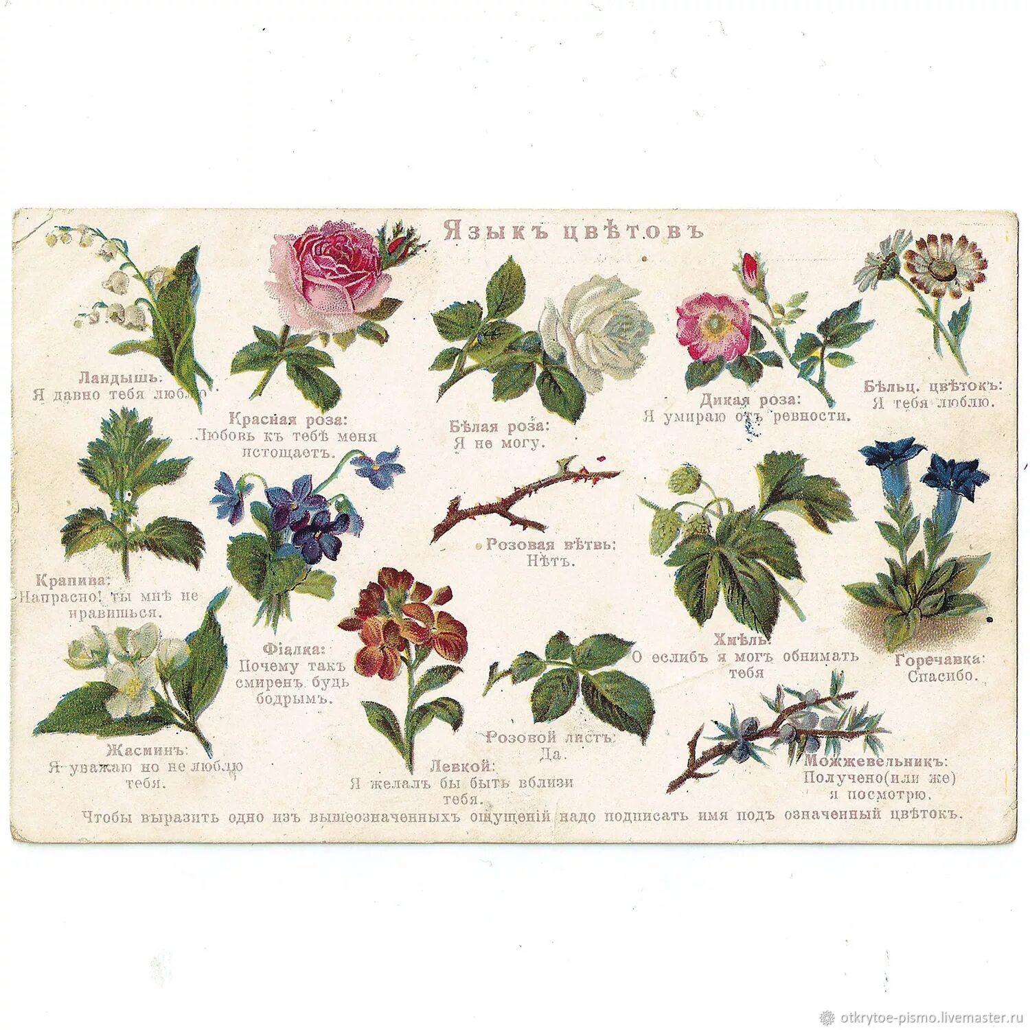 Язык цветов. Язык растений и цветов. Символика растений и цветов. Язык цветов значение. Язык растений и цветов.