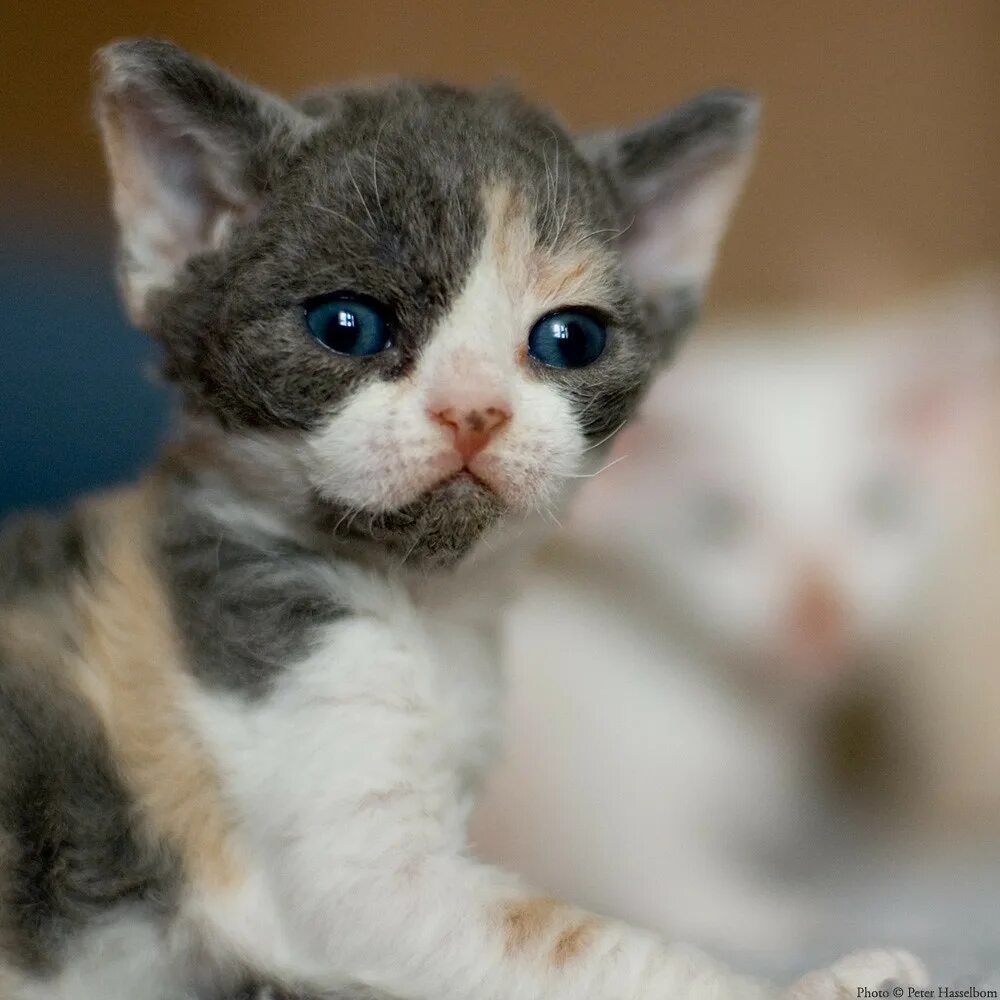 Смешные фото кошек. Стих i ve got a cat her name is pam she can. Трёхцветная кошка. Look her cat. Человек кормит кота.