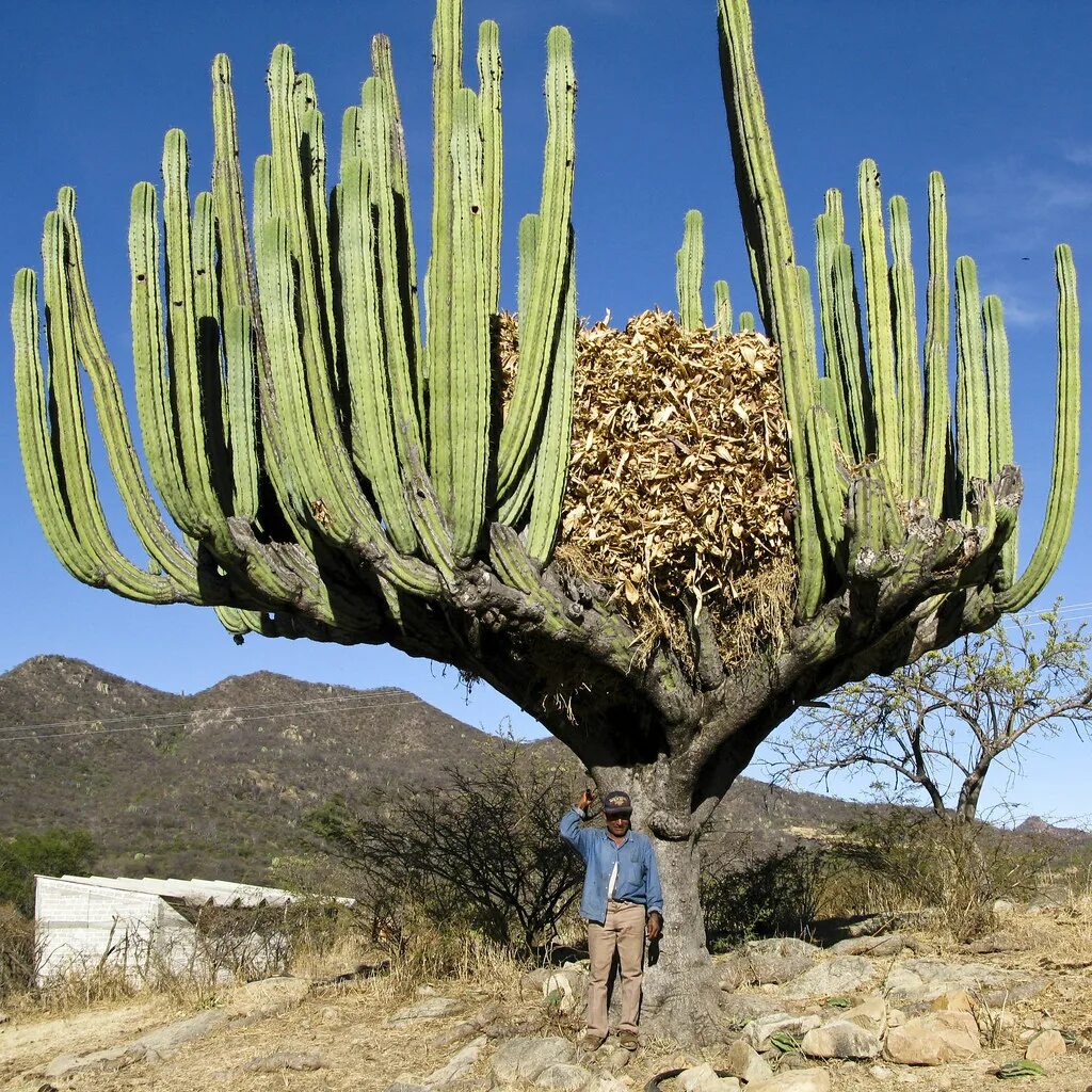 Mexican cactus. Кактус карнегия Мексика. Суккуленты в Мексике. Опунция в Мексике. Кактус Сагуаро Северной Америки.