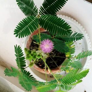 Мимоза стыдливая выращивание