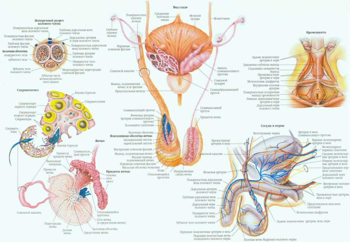 Репродуктивные органы мужчины. Строение мужской репродуктивной системы анатомия. Репродуктивная система человека схема. Мужская репродуктивная система схема. Схема строения мужской репродуктивной системы.