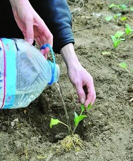 Благоприятные дни для посадки пекинской капусты