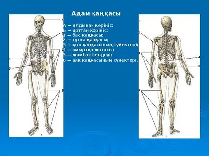 Дене қандай