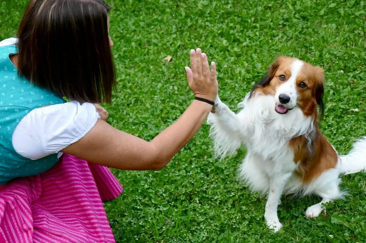 Дам собаку добрые. Лапка добра. Собака здоровается. Собака дает 5. Dog Shaking Paw.