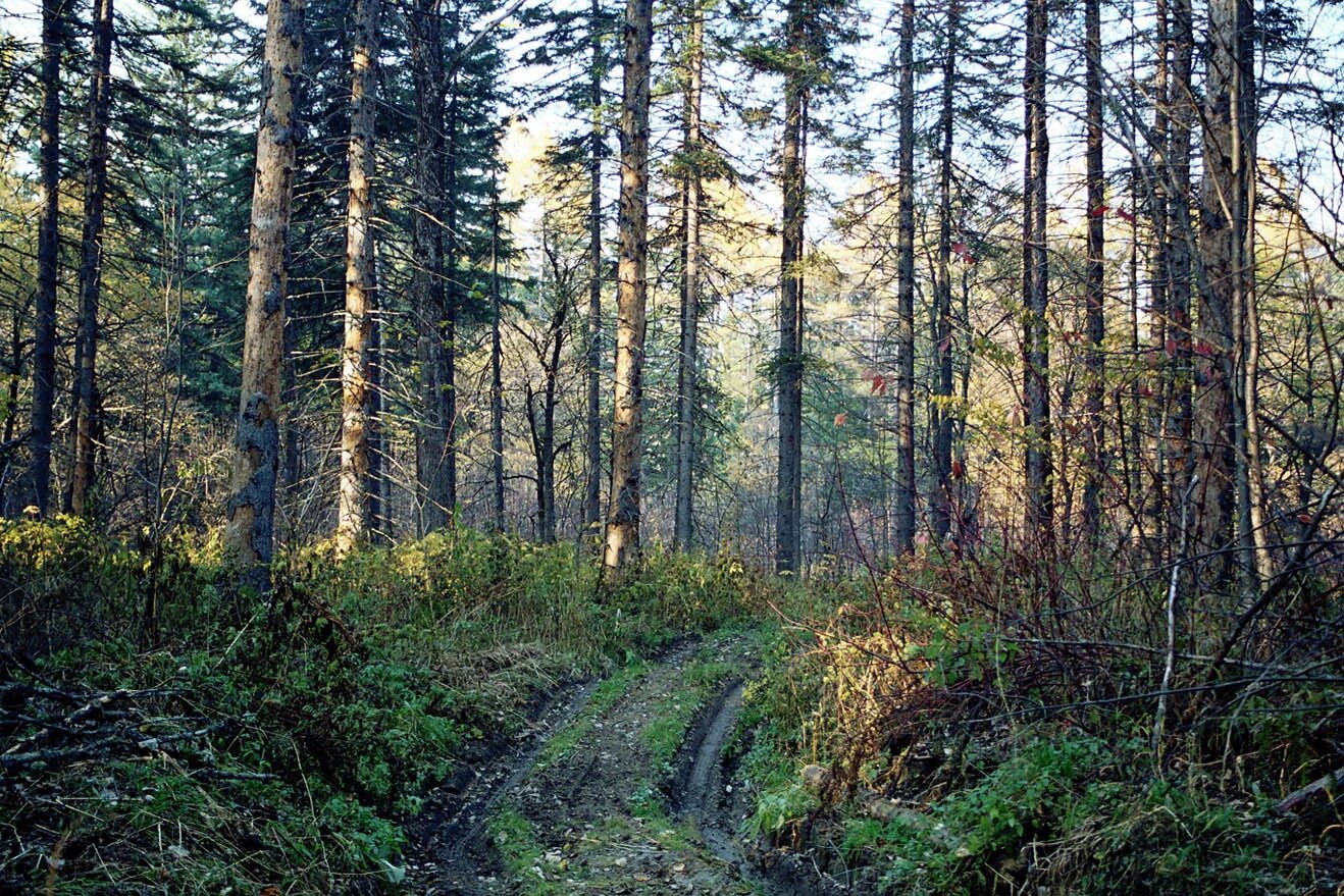 Лес сиб. Шилыковский лес. Сабуровский лес. Леса России. Смешанный лес.