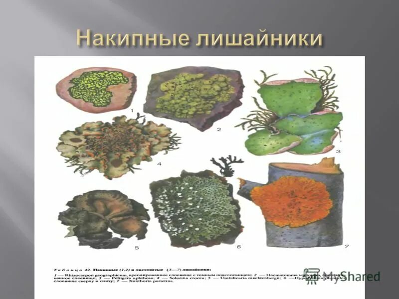Специалисты по лишайникам давно ведут дискуссию