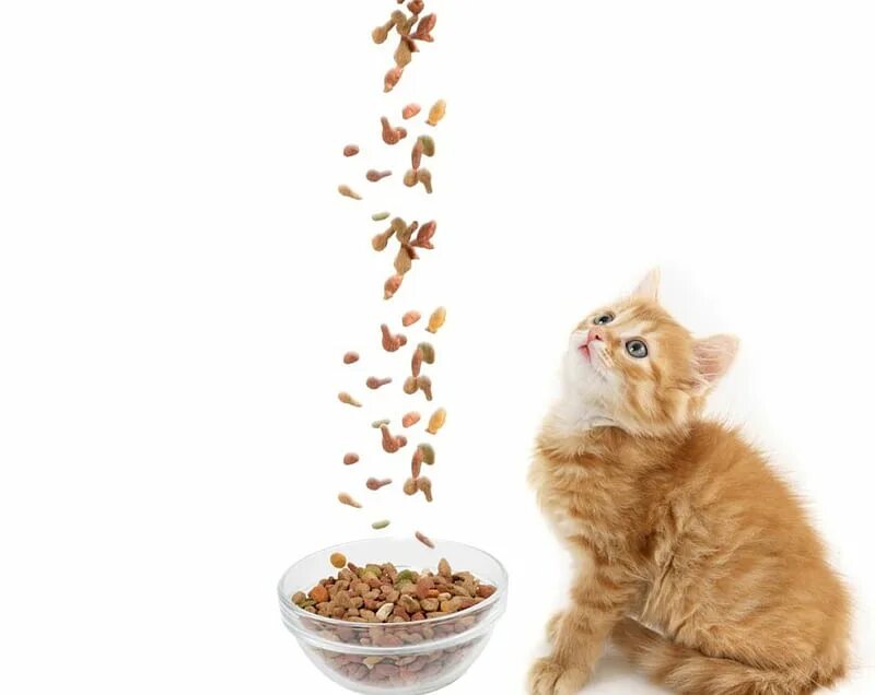 Можно ли людям есть кошачий корм сухой. Можно ли людям есть кошачий корм сухой. Можно ли людям есть кошачий корм сухой. Сухой корм кошке в рекламе. Сухой корм и натуралка.