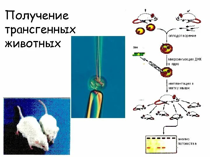 Методы получения трансгенных растений и животных. Трансгенные организмы животные. Трансгенные сельскохозяйственные животные. Метод микроинъекции в получении трансгенных животных. Первая трансгенная мышь.