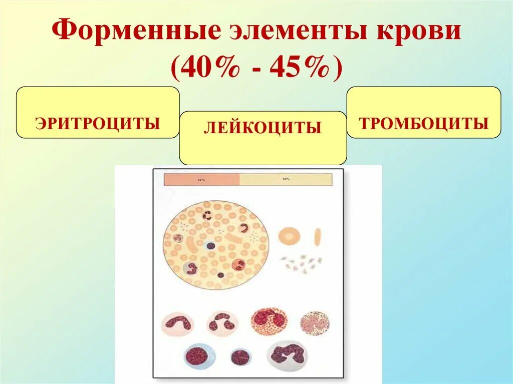 Какие форменный элемент. Форменный элемент строение функции эритроциты лейкоциты тромбоциты. форменные элементы лейкоциты лейкоцитарная. форменные элементы крови эритроциты лейкоциты тромбоциты. эритроциты лейкоциты тромбоциты.