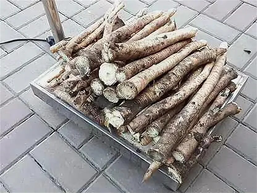 Как хранить выкопанный хрен. Корень хрена. хрен корнеплод. гигантский корень хрена.