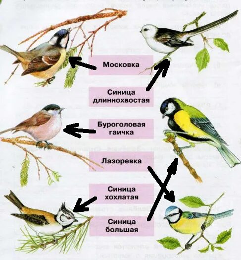 московка синица длиннохвостая буроголовая гаичка