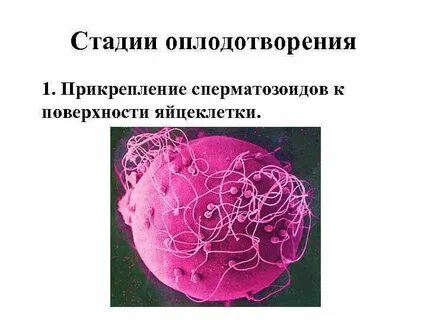 1 фаза оплодотворения
