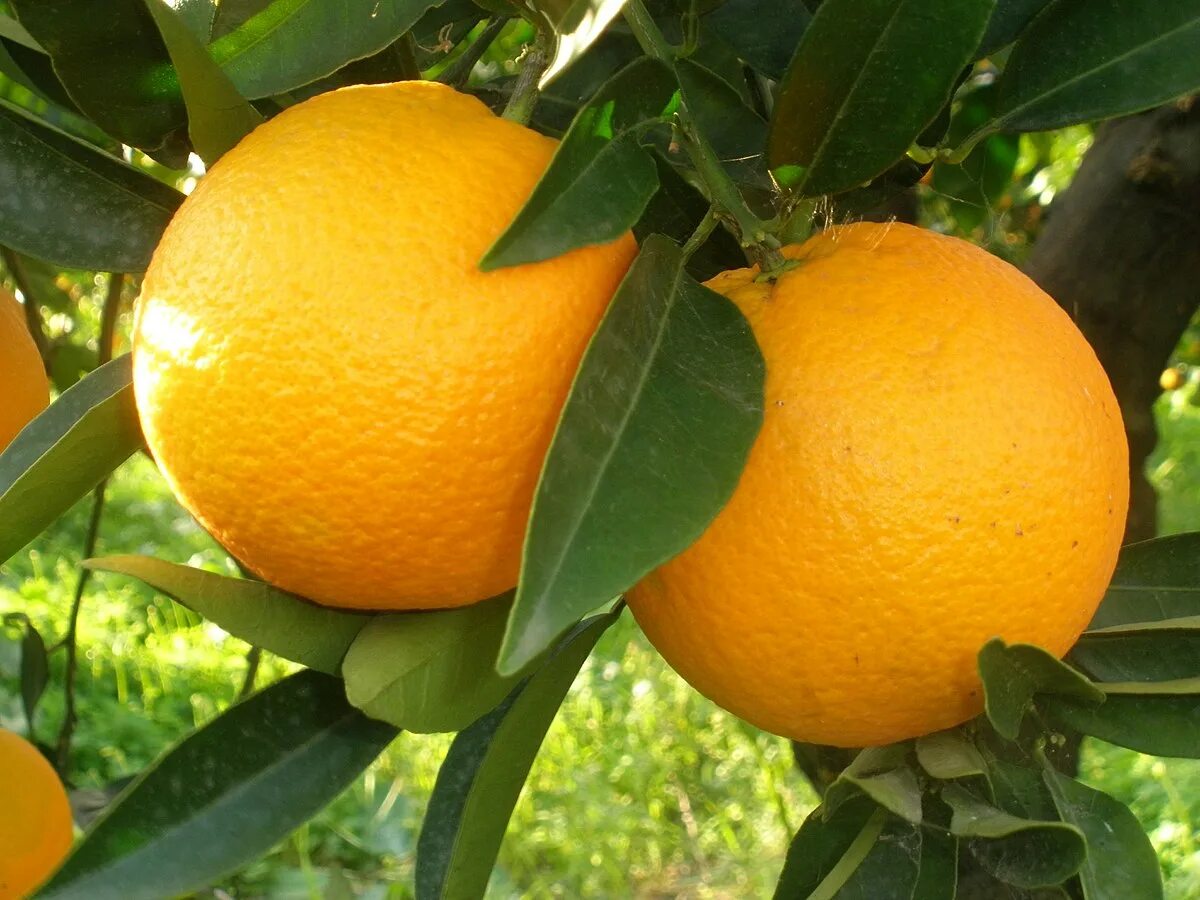 Апельсин википедия. Апельсин (Citrus sinensis). Citrus sinensis Arancio. 2. Апельсин Citrus sinensis. Апельсин Гамлин.