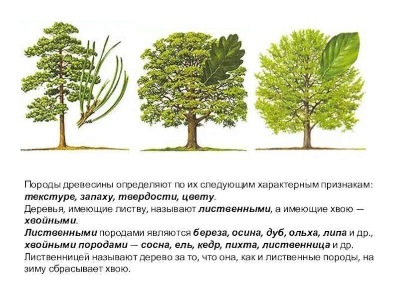 Определить породу по описанию. Лиственные породы деревьев. Лиственные породы древесины. Мягкие лиственные деревья. Строение лиственных деревьев.