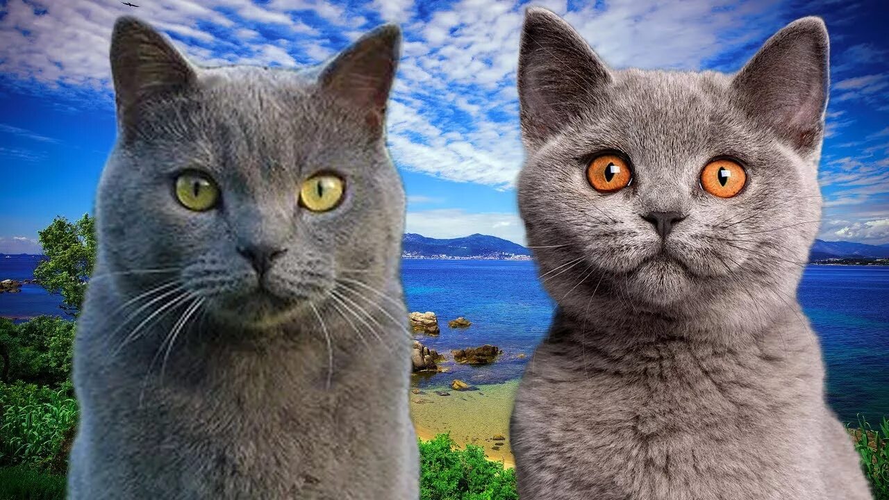 Различия кошек. Картезианская кошка шартрез. Британская короткошёрстная кошка шартрез. Шартрез и британец. Картезианская кошка голубая.