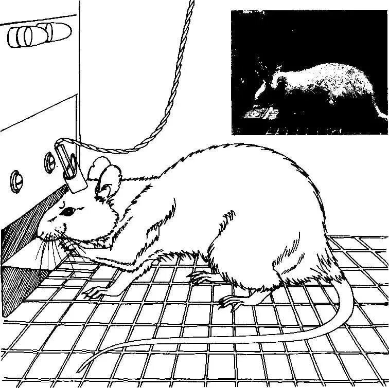 Экспериментатор поместил домовую мышь. Олдс и Милнер. Эксперимент Олдса и Милнера. Опыт Олдса с крысой.