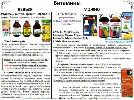 Что можно давать попугаю корелла