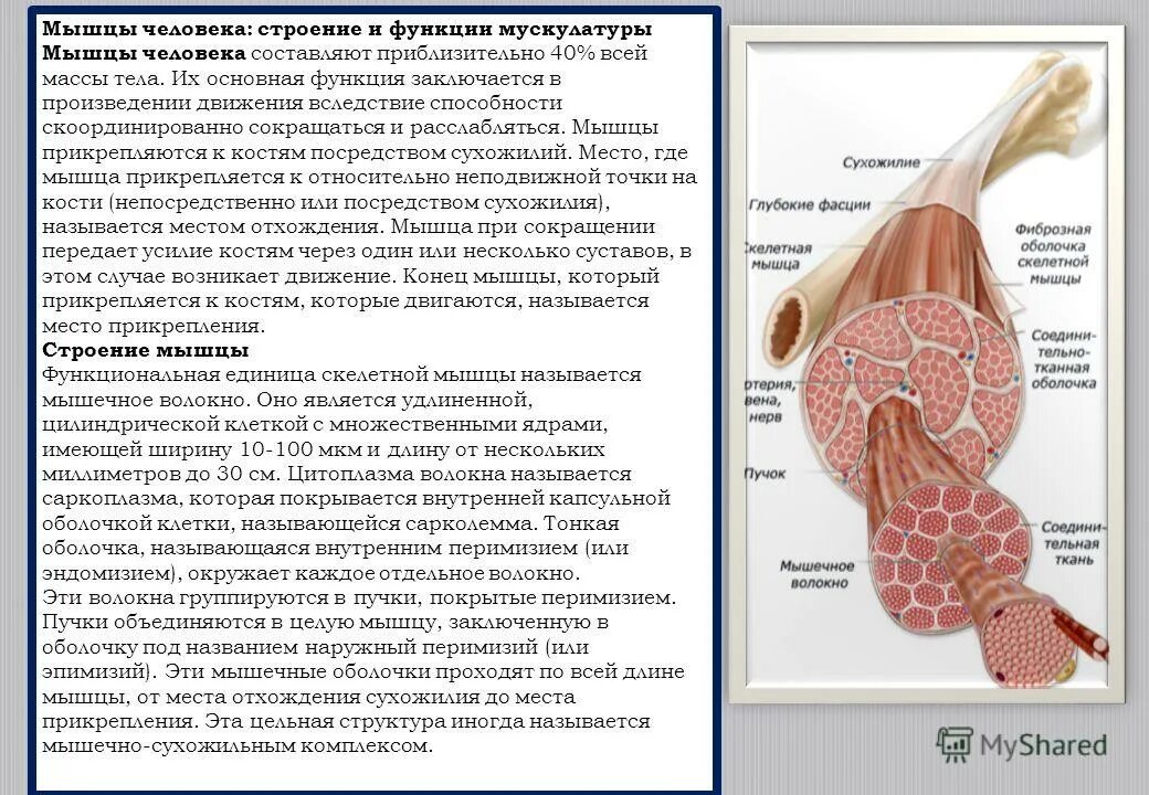 Темы рефератов на анатомию. Темы рефератов на анатомию