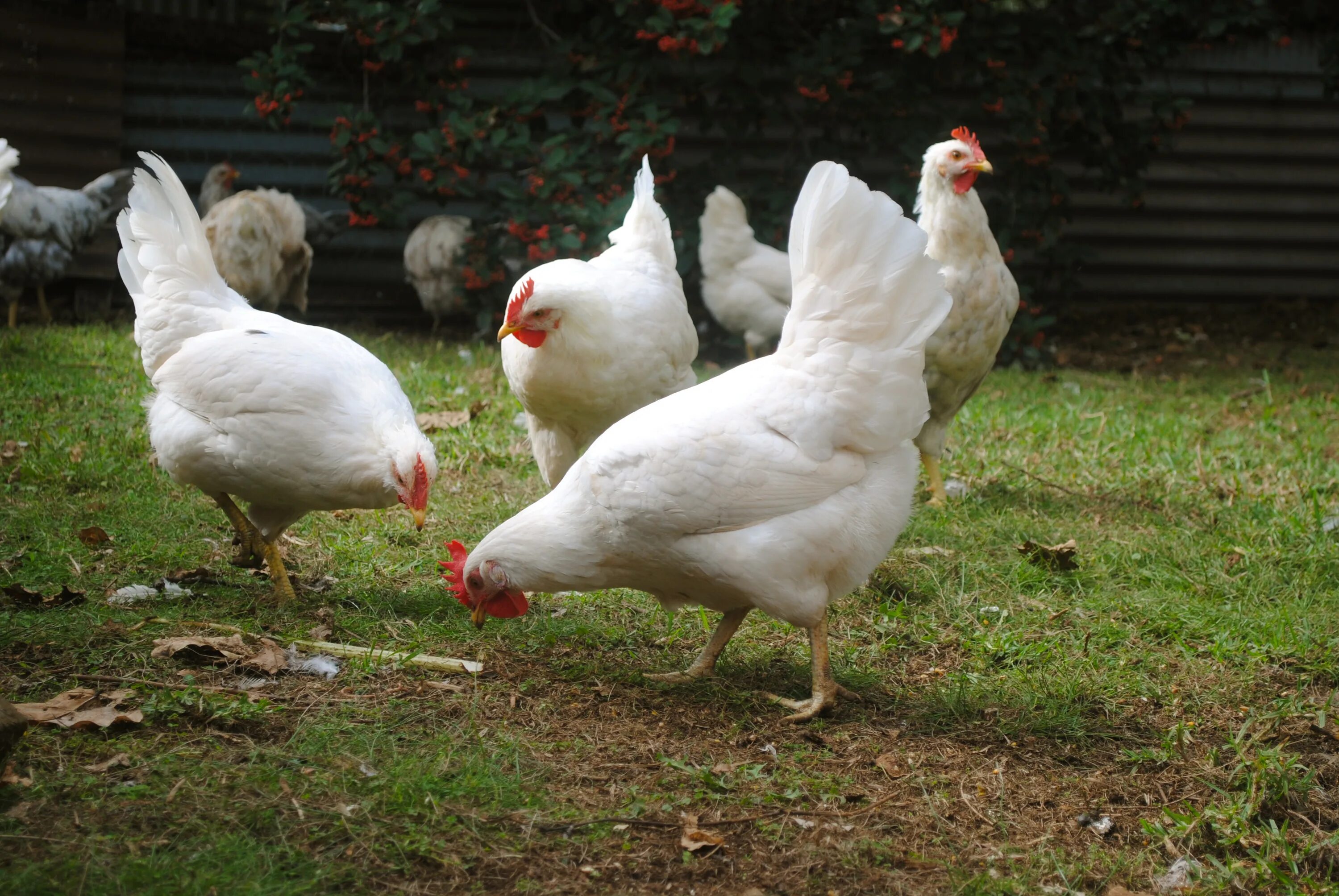 Кросс коралл куры. Куры коралл ник описание. Куры коралл ник описание. Кросс коралл. Куры коралл ник описание.