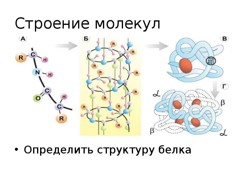 Молекула белка. Строение молекул белков. Белки строение молекулы. Структура молекулы белка. Связи в белковой молекуле