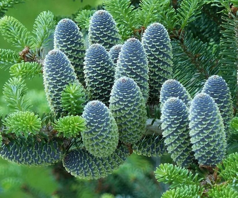 Растение пихта. Пихта абиес кореана. ель abies koreana. пихта корейская abies koreana. пихта корейская дискус.