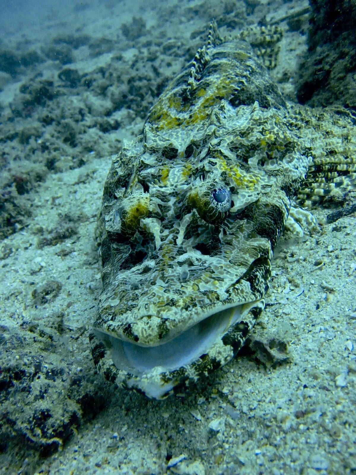 Рыба крокодил. Плоскоголов. Рыба крокодил. Рыба крокодил в красном море. Рыба крокодил в красном море.