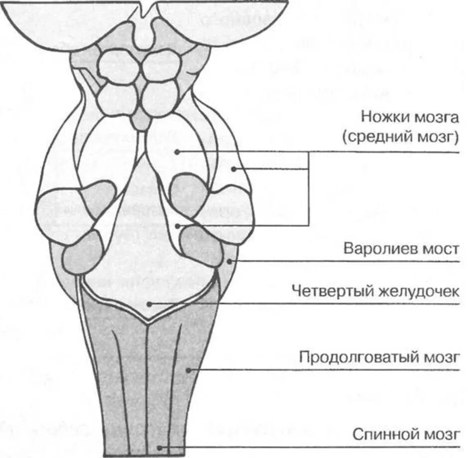 Строение ножки мозга среднего мозга. Анатомическое строение ствола мозга. Строение продолговатого, среднего мозга и моста. Схема внутреннего строения среднего мозга.