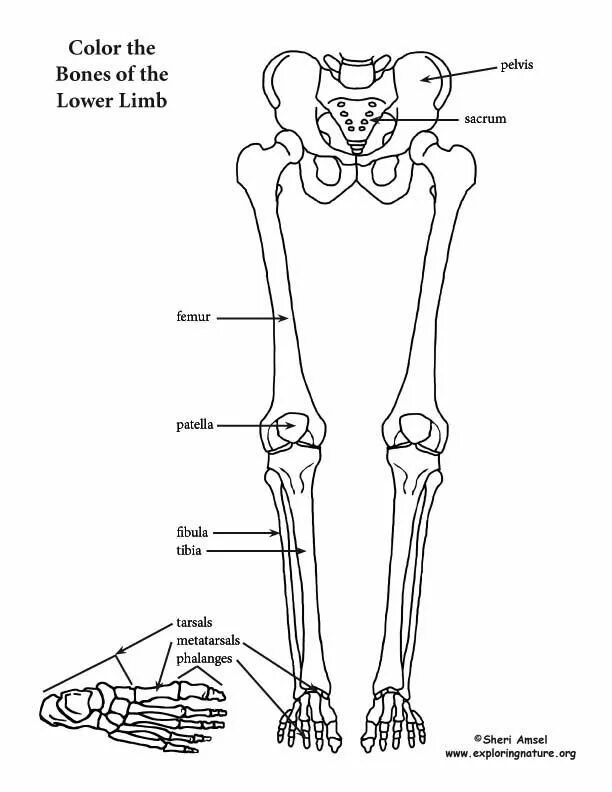 Анатомия ноги кости. Lower Limb Bones. Кости нижней конечности человека. Скелет нижней конечности рисунок. The bones form