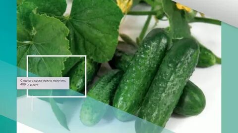 Огурцы портос описание сорта