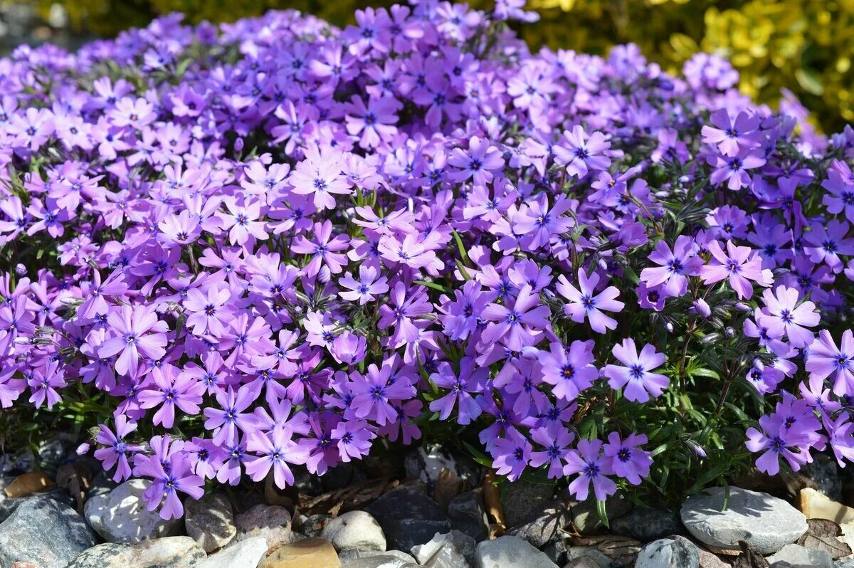 Флоксы шиловидные многолетние фото. Флокс шиловидный. Флокс шиловидный Purple Beauty. Флокс шиловидный Пурпл. Флокс шиловидный (Phlox subulata).