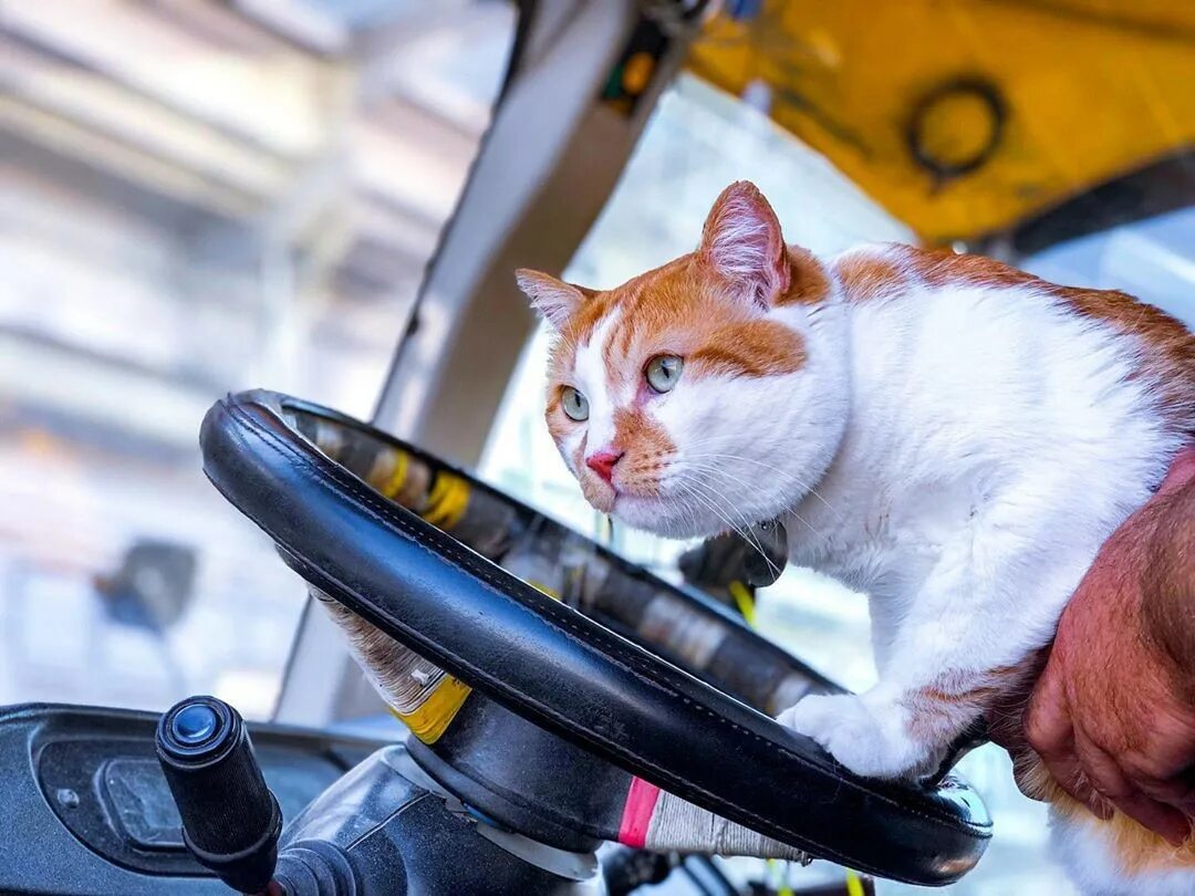 Cat most