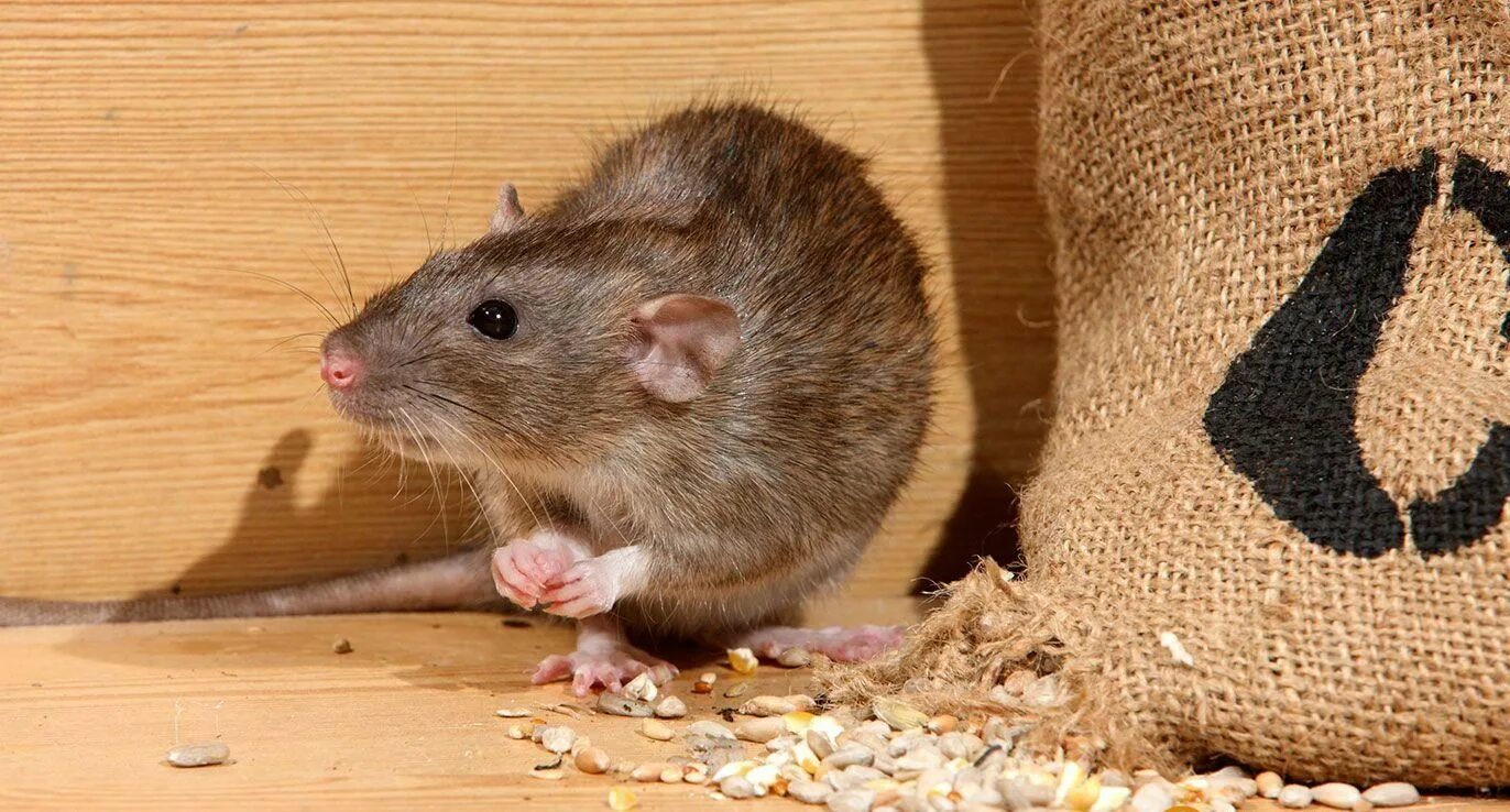 Избавиться от домашних мышей. Мыши в доме. Крысы вредители. Грызуны вредители в доме.