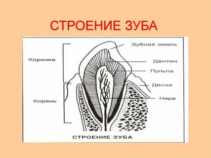 Строение каждого зуба