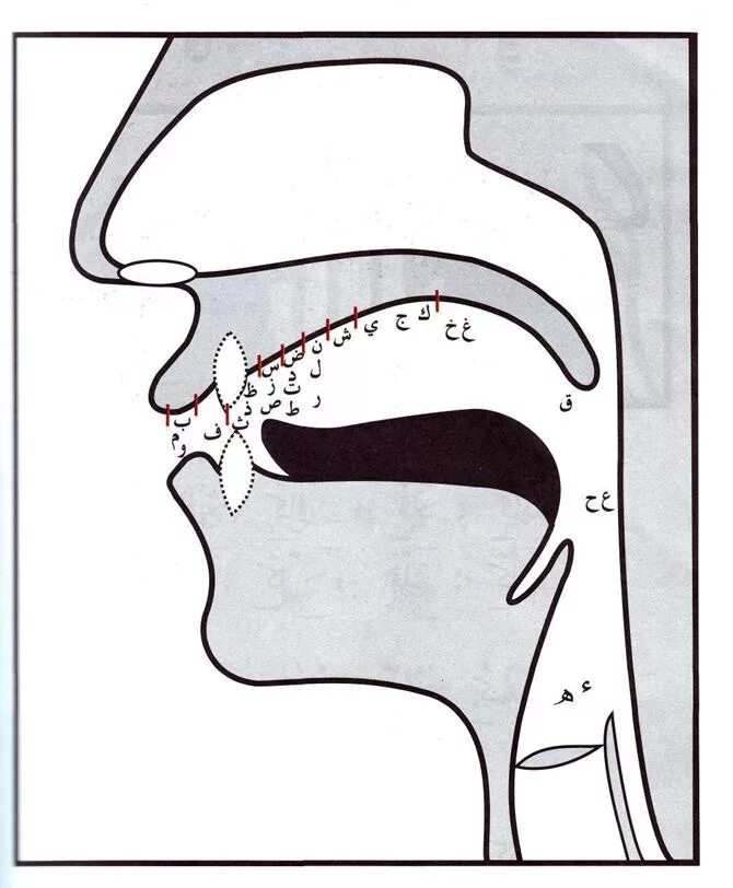Горловые буквы. Махрадж НУН. Арабский алфавит Махарадж. Махрадж арабского алфавита артикуляция. Махарадж букв арабского алфавита.