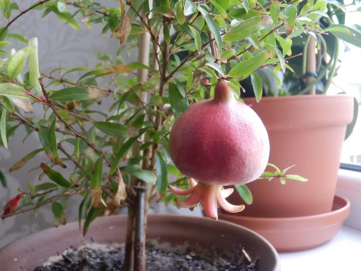 Гранат комнатный punica granatum. Прорастить косточку граната. Гранат карликовый карфаген гавриш. Прорастить косточку граната. Гранат карфаген бонсай.