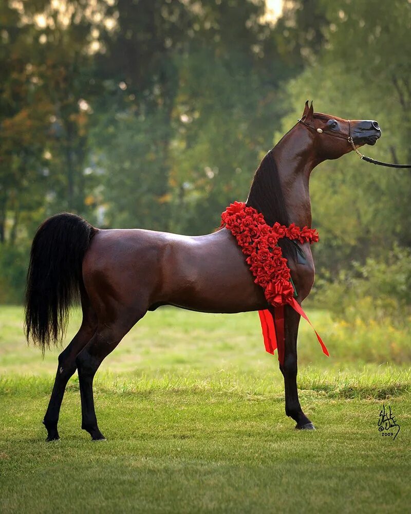 Horses are beautiful. Арабская лошадь (арабская чистокровная лошадь). Арабская чистокровная лошадь. Арабская чистокровная лошадь Вороная. Арабская Скаковая порода лошадей.