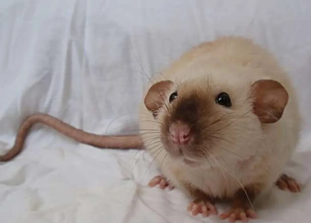 Крыса породы сиамская дамбо. Сиамская крыса. Крыса дамбо сиамский окрас. Крыса породы сиам дамбо. Сиамская крыса.
