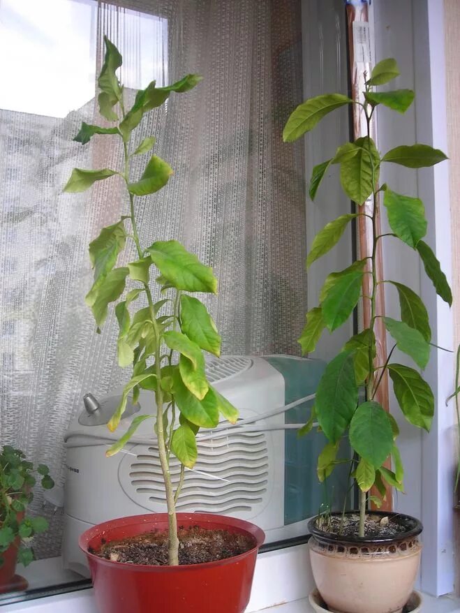 хурма в горшке из косточки. хурма полукаскад бонсай. росток хурмы из косточки. хурма виргинская комнатная. росток хурмы королек.