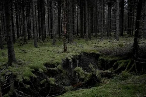 Темные сучья