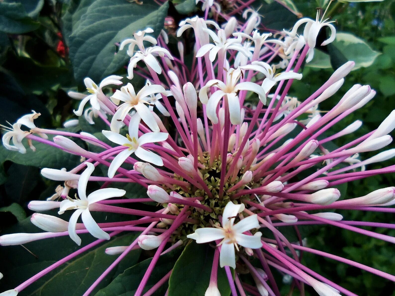 Клеродендрум выращивание. Клеродендрум &quot;фейерверк-clerodendrum quadriloculare&quot;. клеродендрум quadriloculare. клеродендрум фейерверк. клеродендрум буханай.