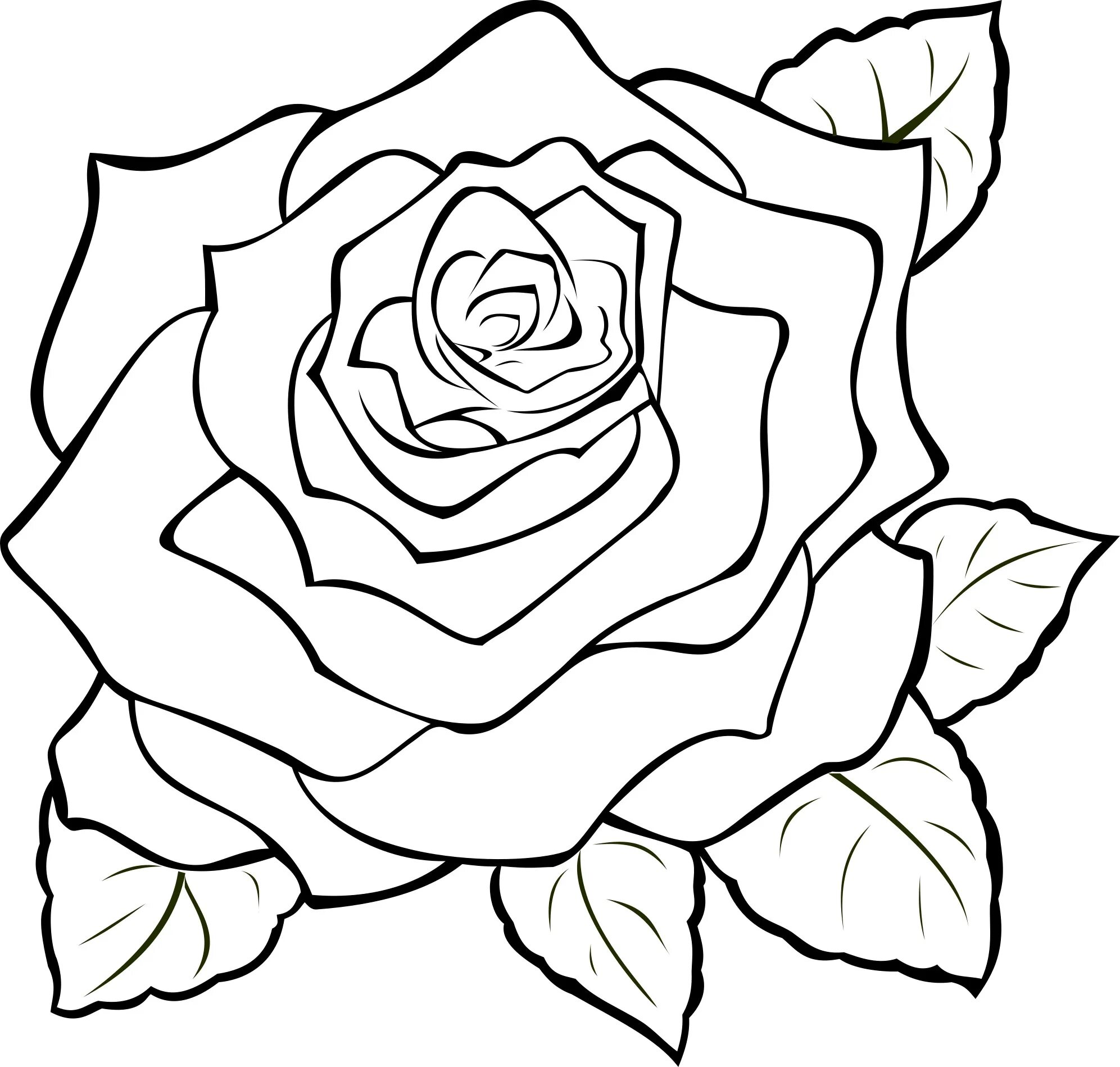 Цветы. Раскраска. Раскраски цветы красивые. Рисунок розы для срисовки. Контур скопировать