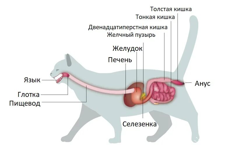 Можно коту печень. Строение пищеварительной системы кошки схема. Строение пищеварительной системы кота. Пищеварительная система кошки схема анатомия. Кишечник кошки анатомия.