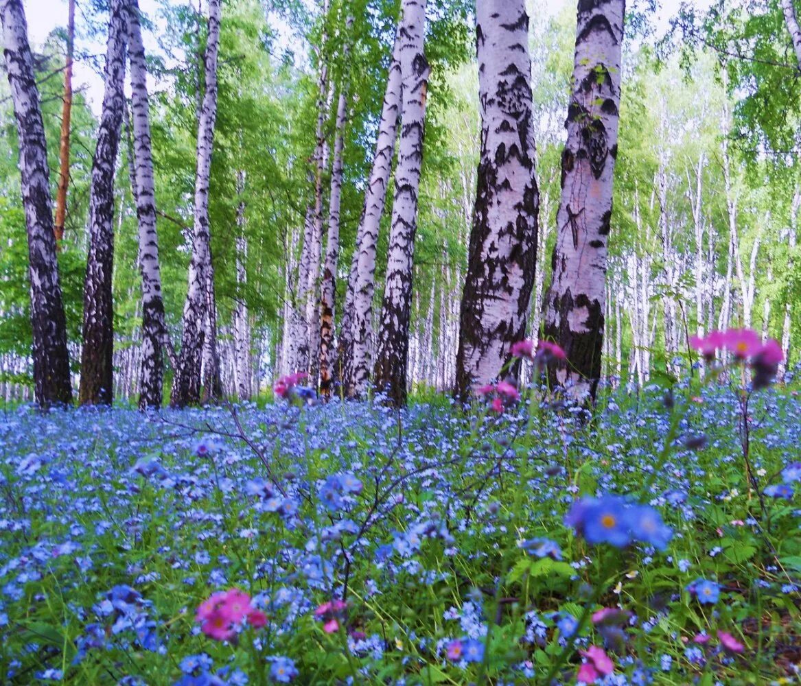 Незабудка Лесная Полянка. Цветы Незабудка Лесная Полянка. Природа Лесная Поляна Берёзовая роща. Лето Поляна Березовая роща. Березка балашиха