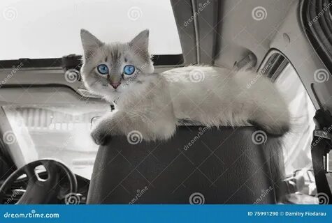 Кот 4 дня в машине