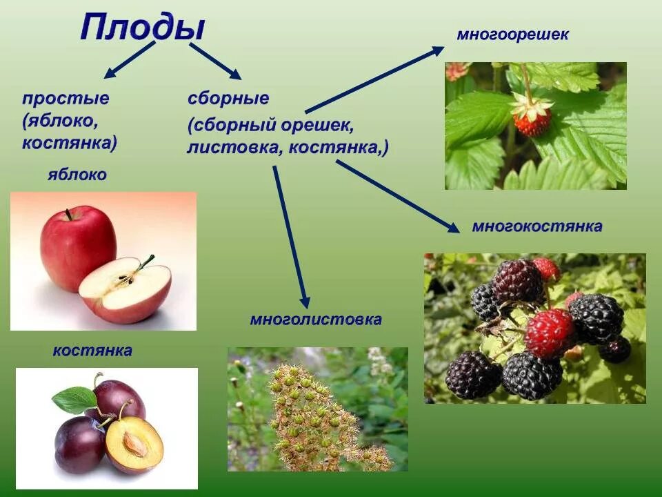 Плод однодольных и двудольных. Семейства плодов. плод многоорешек примеры. плоды двудольных растений. плоды розоцветных.
