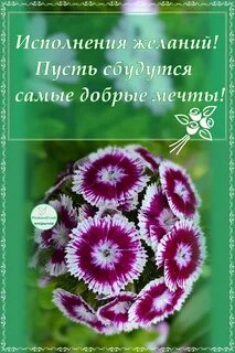 Поздравляю с исполнением мечты