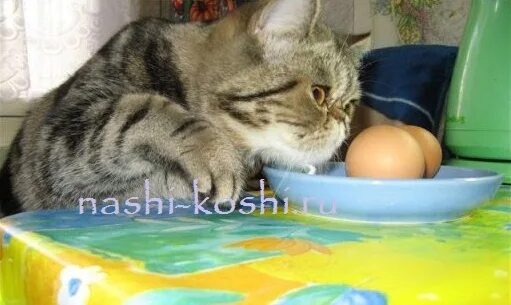 Можно котенку сырое яйцо. Кошка и сыр. кот ест сыр. котик в сыре. кошкам можно сыр.