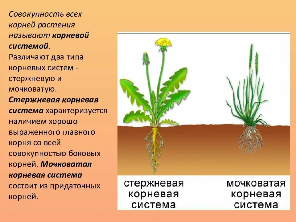 У каких растений есть корень