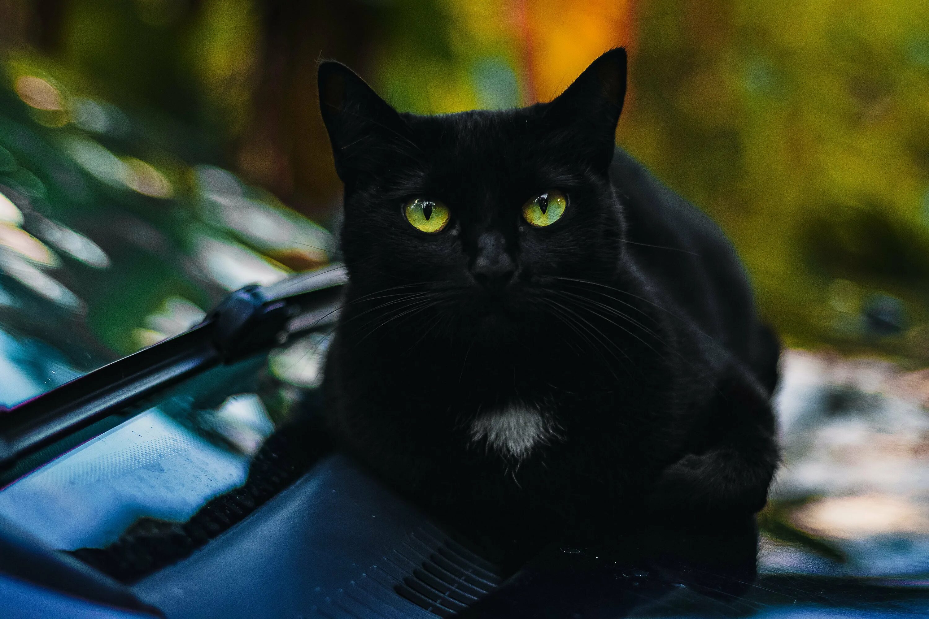 Бомбейская кошка пушистая. Красивая черная кошка. Красивый черный кот. Красивые черные коты.